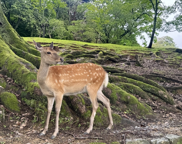 奈良公園の鹿 いくらちゃん